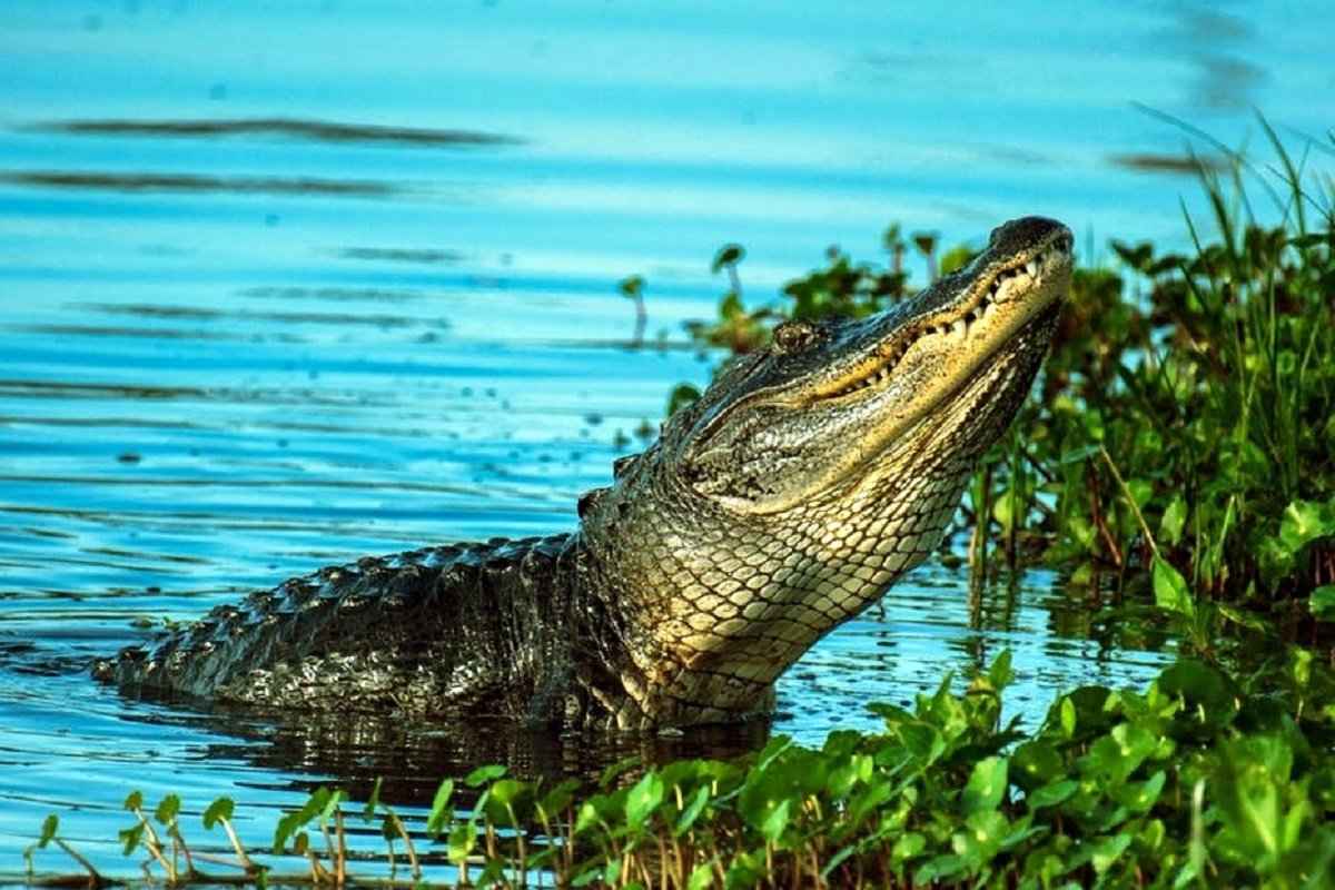 Crocodile Park