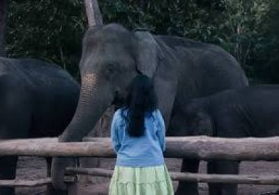 🐘 Phansouli Elephant Camp Dandeli – A Complete Travel Guide (2026)